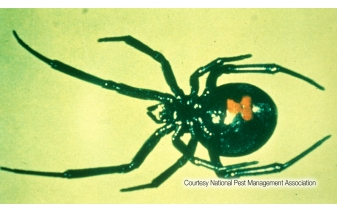 Black Widow Spiders